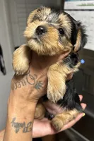 ROTTIE, a female Yorkshire Terrier for sale in Lakeland Highlands, FL – 5 of 8