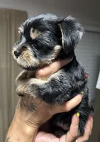 Roxy, a female Yorkshire Terrier for sale in Lakeland Highlands, FL – 2 of 4