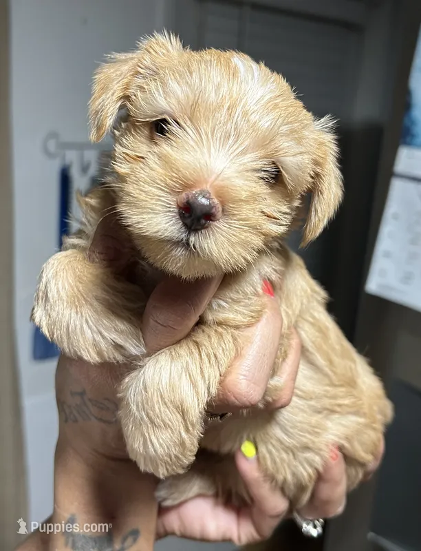 Feisty  – Yorkshire Terrier puppy for sale in Lakeland Highlands, FL