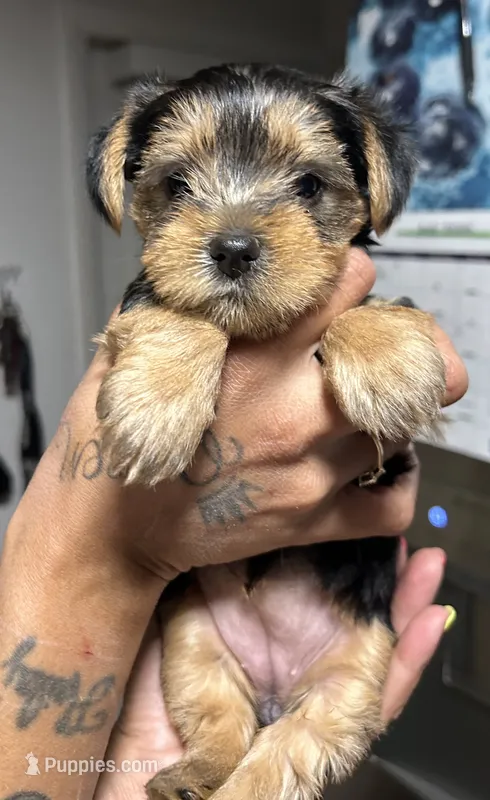 ROTTIE – Yorkshire Terrier puppy for sale in Lakeland Highlands, FL