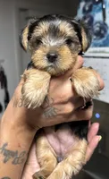 ROTTIE, a female Yorkshire Terrier for sale in Lakeland Highlands, FL – 1 of 8