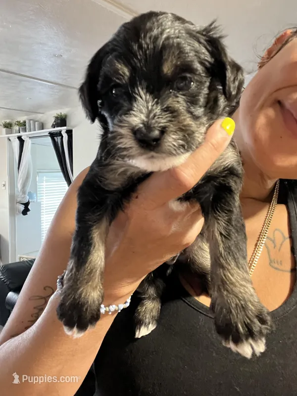 White Paw  – Havashire puppy for sale in Lakeland Highlands, FL