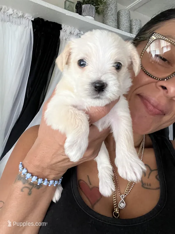 Linda (Twin sister) – Havashire puppy for sale in Lakeland Highlands, FL