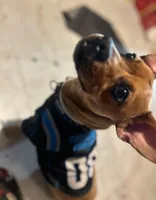 Luca , a male French Bulldog and Dachshund for sale in Gastonia, NC – Photo 7 of 7