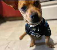 Luca , a male French Bulldog and Dachshund for sale in Gastonia, NC – Photo 3 of 7