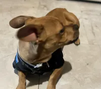 Luca , a male French Bulldog and Dachshund for sale in Gastonia, NC – Photo 5 of 7