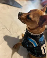 Luca , a male French Bulldog and Dachshund for sale in Gastonia, NC – Photo 6 of 7