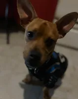 Luca , a male French Bulldog and Dachshund for sale in Gastonia, NC – Photo 2 of 7