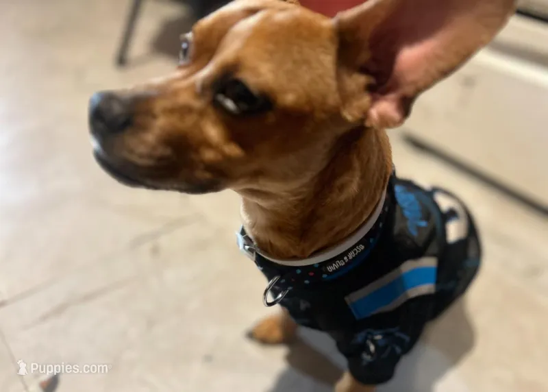 Luca  – French Bulldog, Dachshund puppy for sale in Gastonia, NC