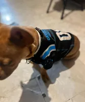 Luca , a male French Bulldog and Dachshund for sale in Gastonia, NC – Photo 4 of 7