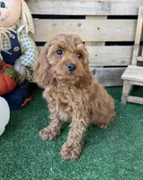 F1 Ocean, a male Cockapoo for sale in Pacolet, SC – 2 of 8