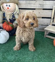 F1 Wesson, a male Cockapoo for sale in Pacolet, SC – 7 of 8