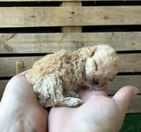 CKC Honey, a female Poodle - Toy  for sale in Pacolet, SC – 4 of 4