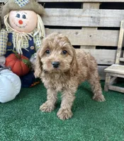 F1 Cove, a male Cockapoo for sale in Pacolet, SC – 7 of 8