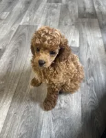 AKC Cupid, a male Poodle - Toy  for sale in Pacolet, SC – Photo 5 of 5