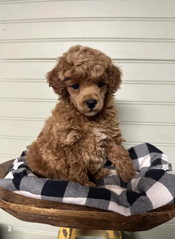 AKC Cupid – Poodle - Miniature  puppy for sale in Pacolet, SC
