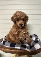AKC Cupid, a male Poodle - Miniature  for sale in Pacolet, SC – Photo 1 of 3