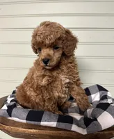 AKC Cupid, a male Poodle - Miniature  for sale in Pacolet, SC – Photo 2 of 3