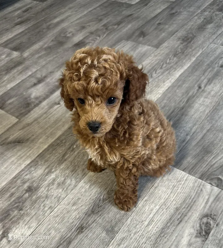 AKC Cupid – Poodle - Toy  puppy for sale in Pacolet, SC