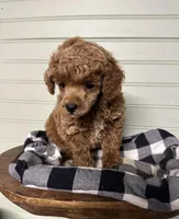 AKC Cupid, a male Poodle - Miniature  for sale in Pacolet, SC – Photo 3 of 3