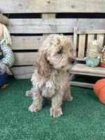 F1 Sunny, a male Cockapoo for sale in Pacolet, SC – 2 of 8