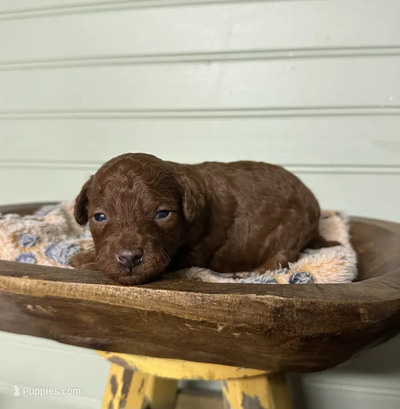 AKC Maui – Poodle - Toy  puppy for sale in Pacolet, SC