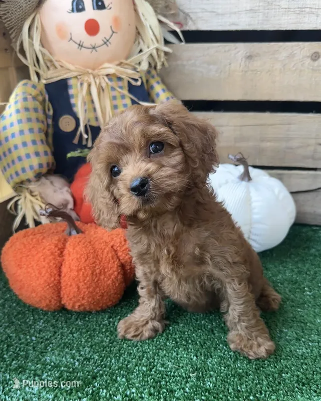 F1 Ocean – Cockapoo puppy for sale in Pacolet, SC