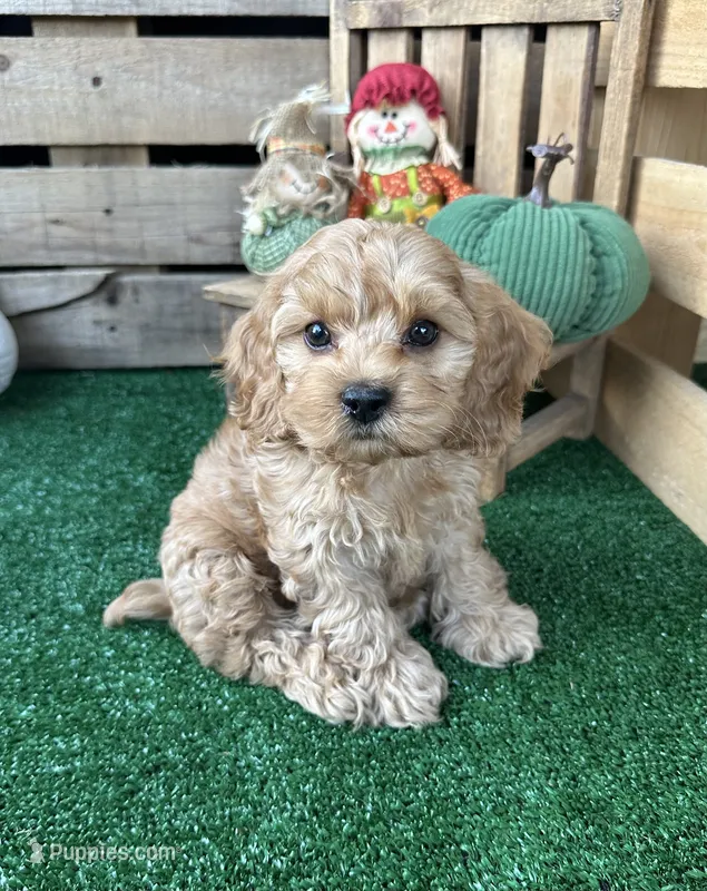 F1 Creedmoor – Cockapoo puppy for sale in Pacolet, SC