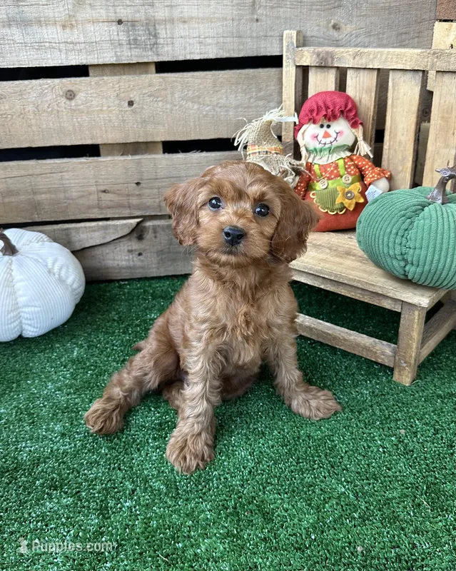  F1 Ray – Cockapoo puppy for sale in Pacolet, SC