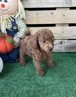 Maui, a male Poodle - Toy  for sale in Pacolet, SC – 3 of 4