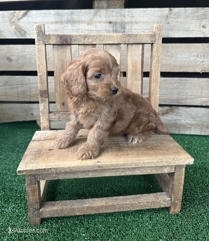 F1 Cove – Cockapoo puppy for sale in Pacolet, SC