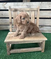 Cove, a male Cockapoo for sale in Pacolet, SC – 2 of 2