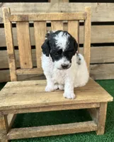 CKC Oreo, a male Poodle - Toy  for sale in Pacolet, SC – 2 of 3