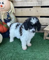 CKC Oreo, a male Poodle - Toy  for sale in Pacolet, SC – 1 of 4