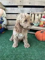 F1 Sunny, a male Cockapoo for sale in Pacolet, SC – 6 of 8