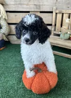 CKC Oreo, a male Poodle - Toy  for sale in Pacolet, SC – 2 of 4