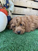 F1 Ocean, a male Cockapoo for sale in Pacolet, SC – 8 of 8
