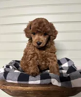 AKC Valentino, a male Poodle - Miniature  for sale in Pacolet, SC – Photo 1 of 3