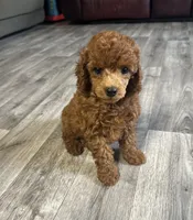 AKC Valentino, a male Poodle - Toy  for sale in Pacolet, SC – Photo 2 of 5