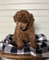 AKC Valentino, a male Poodle - Miniature  for sale in Pacolet, SC – Photo 3 of 3