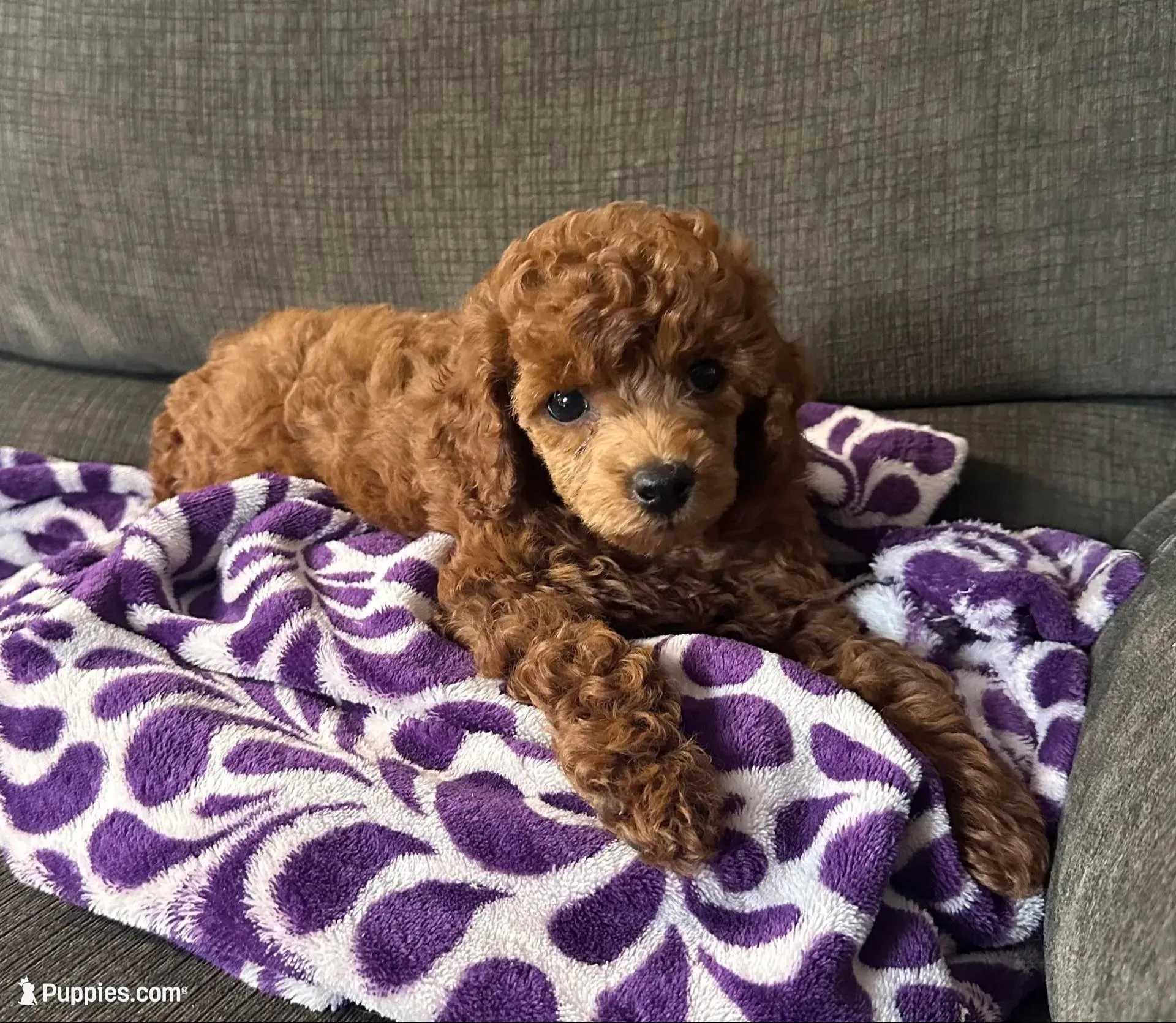 AKC Valentino – Poodle - Miniature  puppy for sale in Pacolet, SC