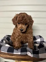 AKC Valentino, a male Poodle - Miniature  for sale in Pacolet, SC – Photo 2 of 3