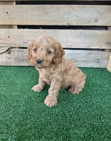 F1 Wesson, a male Cockapoo for sale in Pacolet, SC – 3 of 3