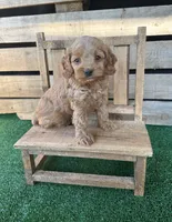 F1 Wesson, a male Cockapoo for sale in Pacolet, SC – 2 of 3