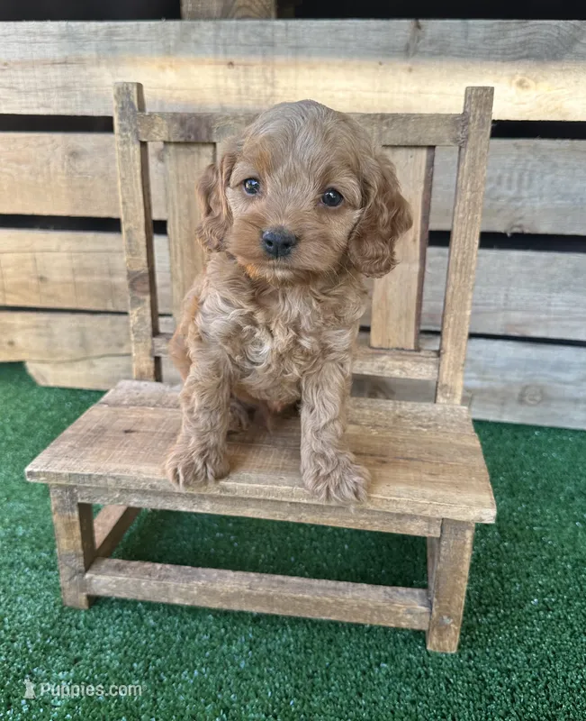 F1 Wesson – Cockapoo puppy for sale in Pacolet, SC