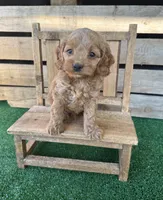 F1 Wesson, a male Cockapoo for sale in Pacolet, SC – 1 of 3