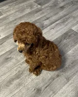 AKC Lovey, a female Poodle - Toy  for sale in Pacolet, SC – Photo 2 of 2