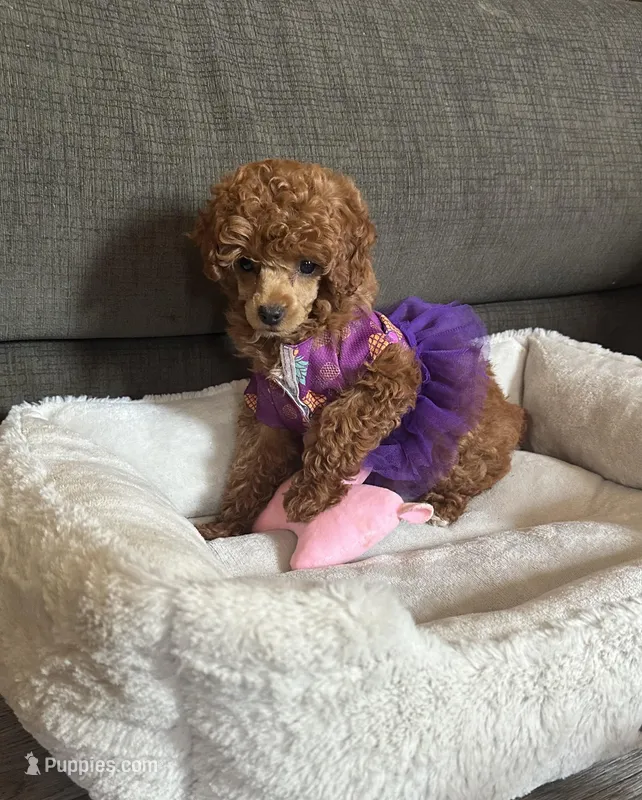 AKC Lovey – Poodle - Toy  puppy for sale in Pacolet, SC