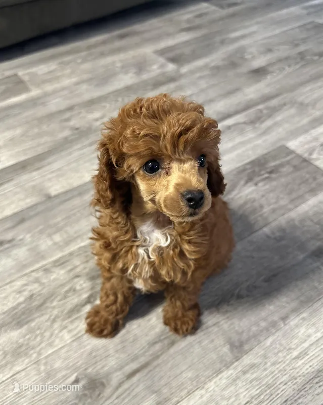 AKC Lovey – Poodle - Toy  puppy for sale in Pacolet, SC