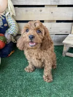 F1 Ocean, a male Cockapoo for sale in Pacolet, SC – 6 of 8